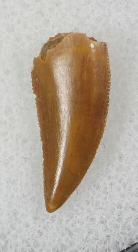 Small Raptor Tooth From Morocco - #26050